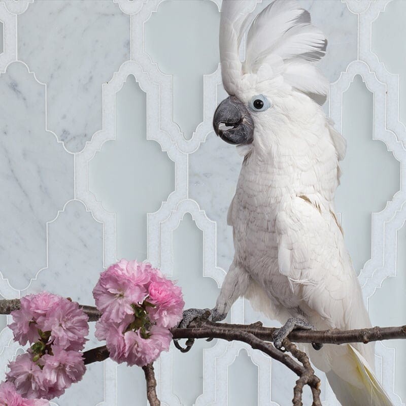 Dolores Thassos W, White Mth, Pura Gl, W Carrara Multi Finish Marble Waterjet Decos 4 21/32×9 9/16 (XMY09003) Clara Thassos W, White Mth, Pura Gl, W Carrara Multi Finish Marble Waterjet Decos 4 21/32×9 9/16 (XMY08003)