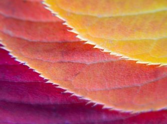 macro-colorful-autumn-leaves-red-orange-yellow-leaves-close-up-fall-season-ecological-wallpaper-plant_t20_eVnJx7